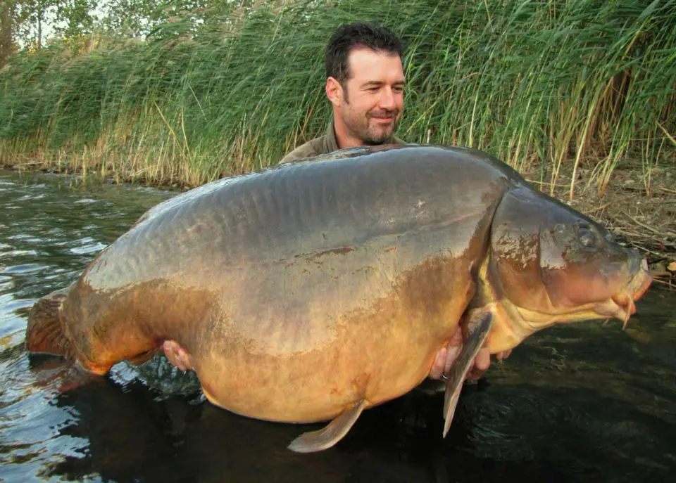 Les carpes records de France