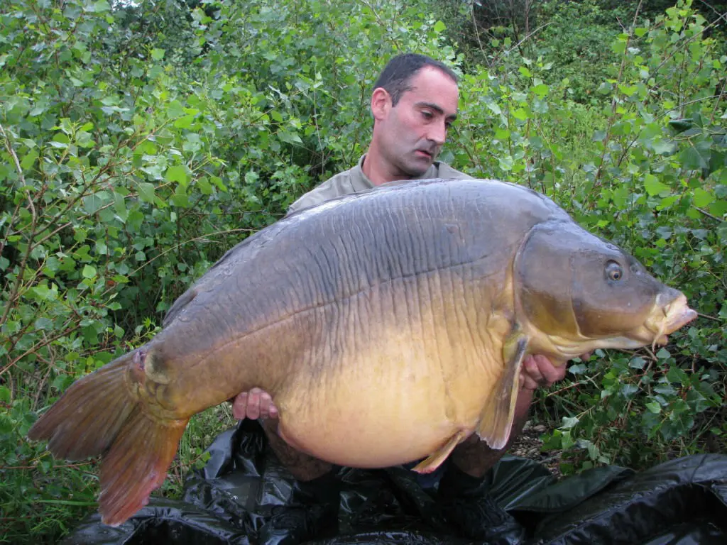 Les carpes records de France