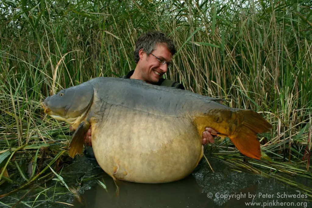 Les carpes records de France