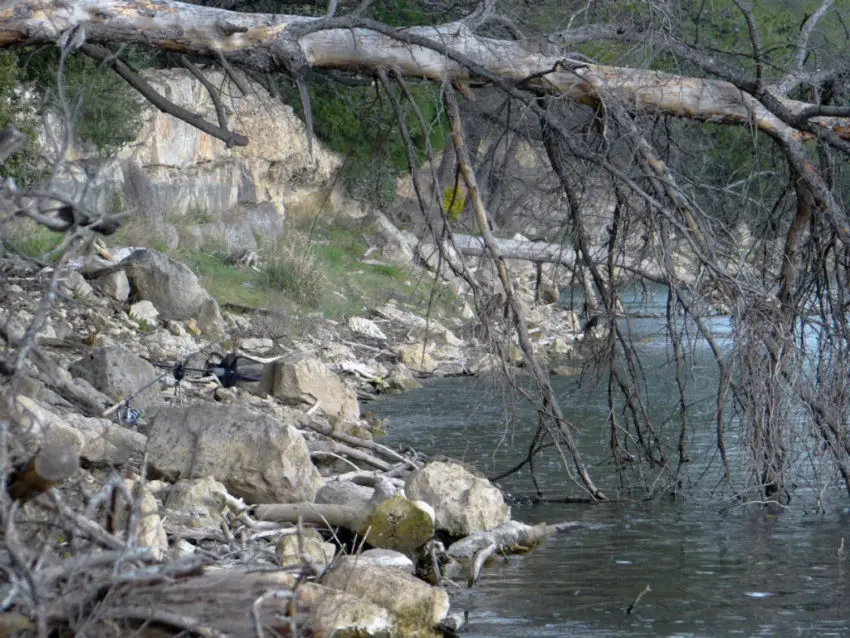 Pêche de la carpe en speedfishing