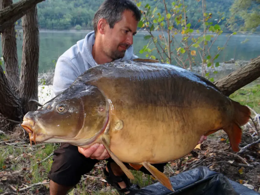 Pêche de la carpe en speedfishing