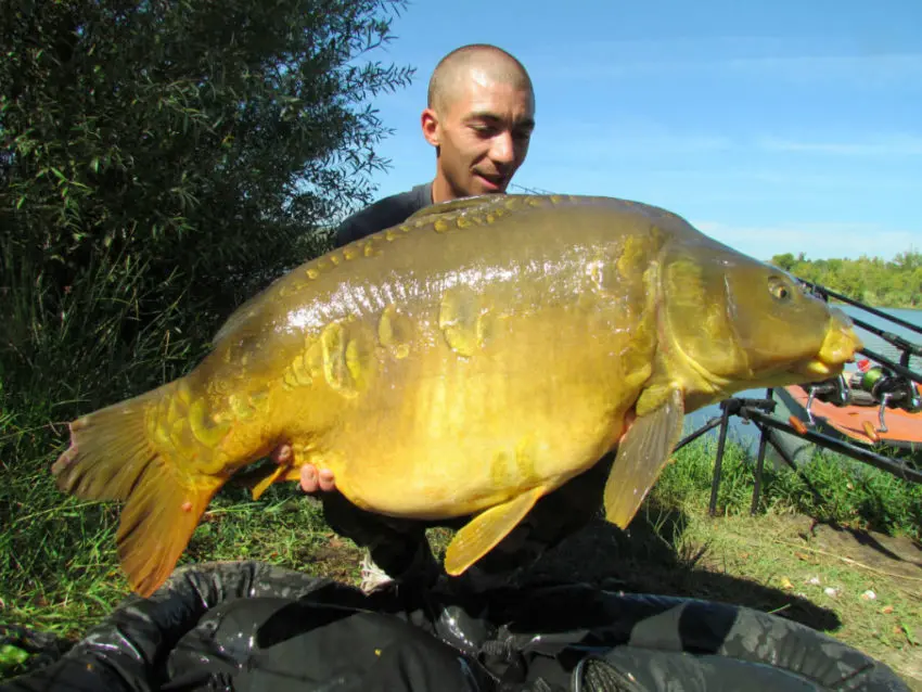 Pêcher la carpe avec un montage simple