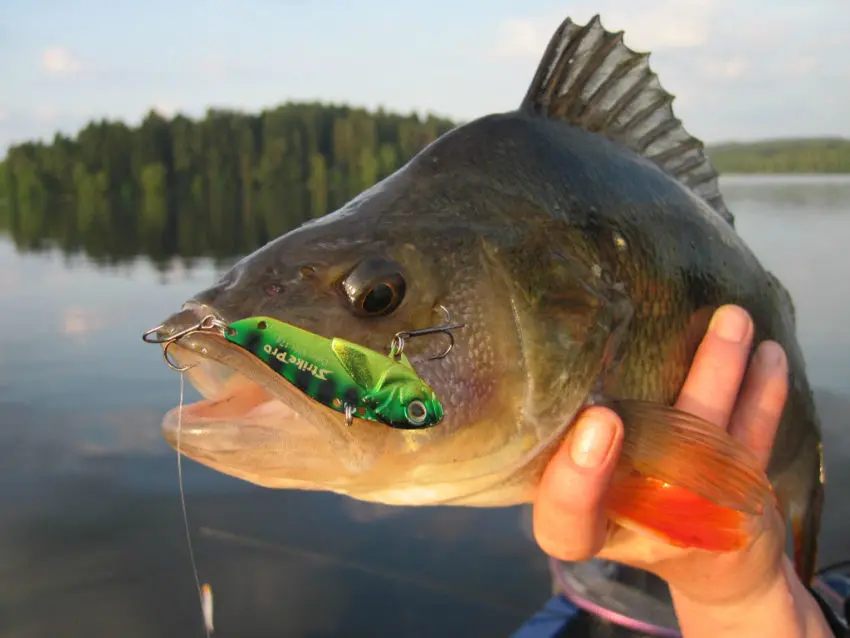 Pêche des carnassiers aux leurres de type lames et tailspins