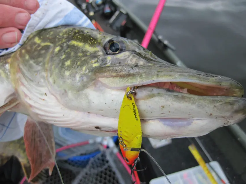 Pêche des carnassiers aux leurres de type lames et tailspins