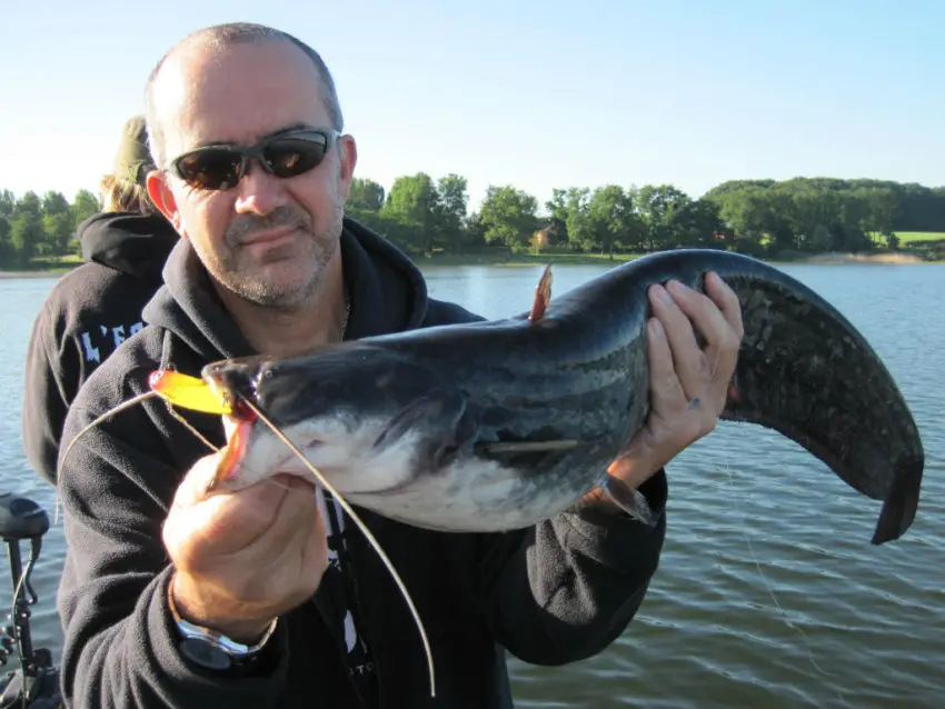 Pêche des carnassiers aux leurres de type lames et tailspins