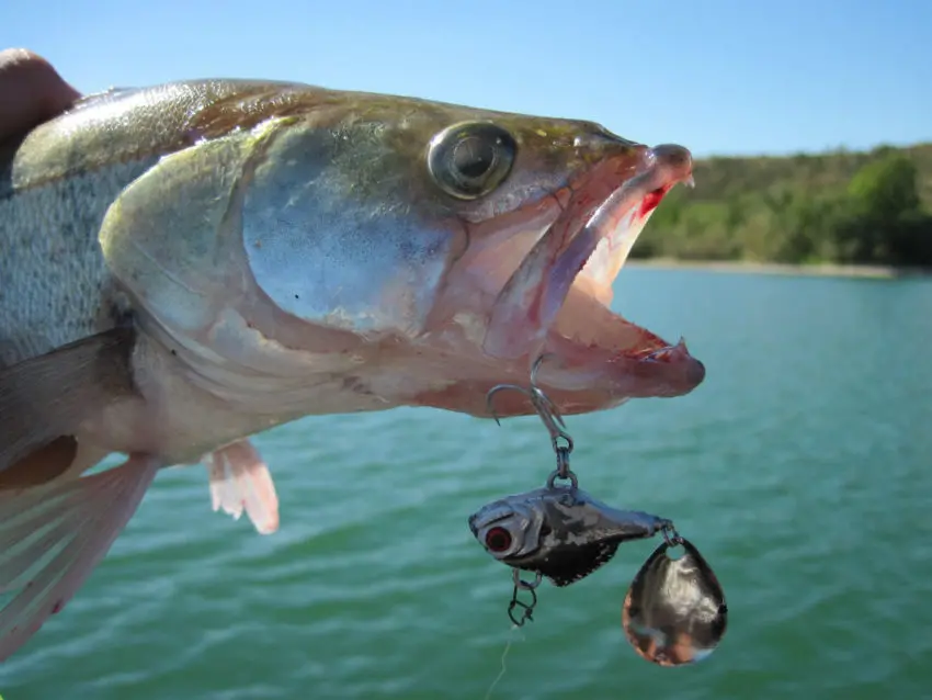 Pêche des carnassiers aux leurres de type lames et tailspins