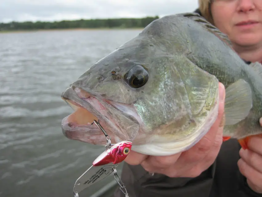 Pêche des carnassiers aux leurres de type lames et tailspins