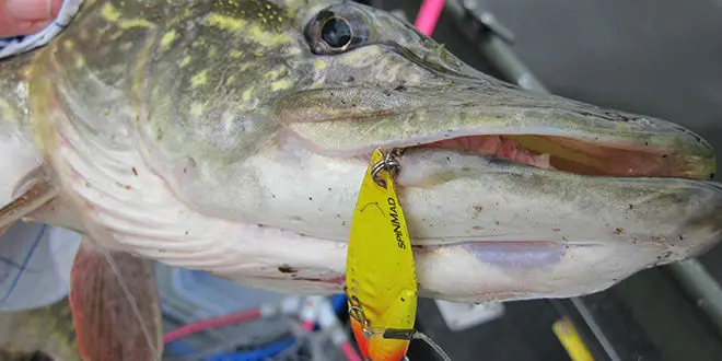 Pêche des carnassiers aux leurres de type lames et tailspins