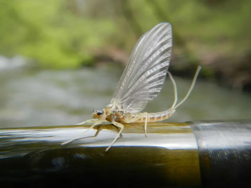 Pêche de la truite à la mouche pendant les éclosions