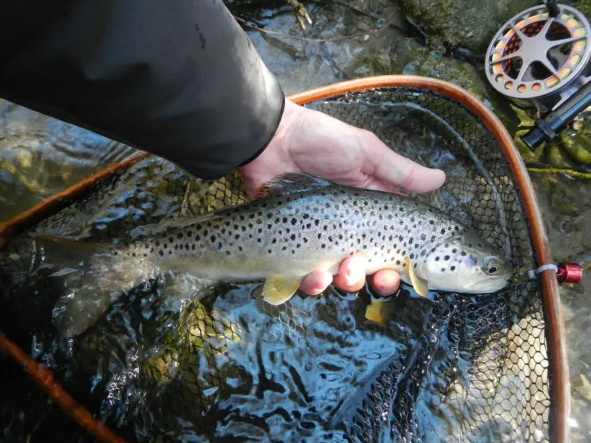 Pêche de la truite à la mouche pendant les éclosions