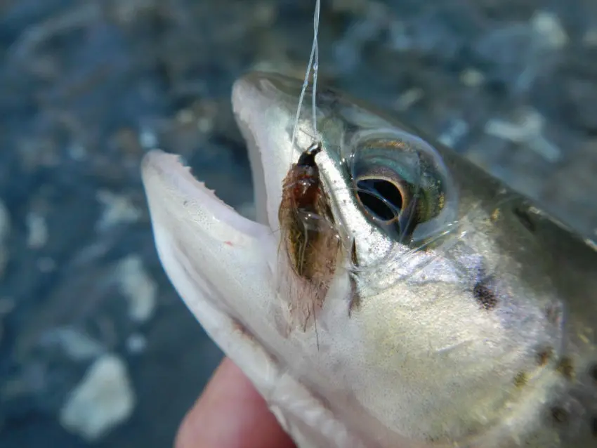 Pêche de la truite à la mouche pendant les éclosions