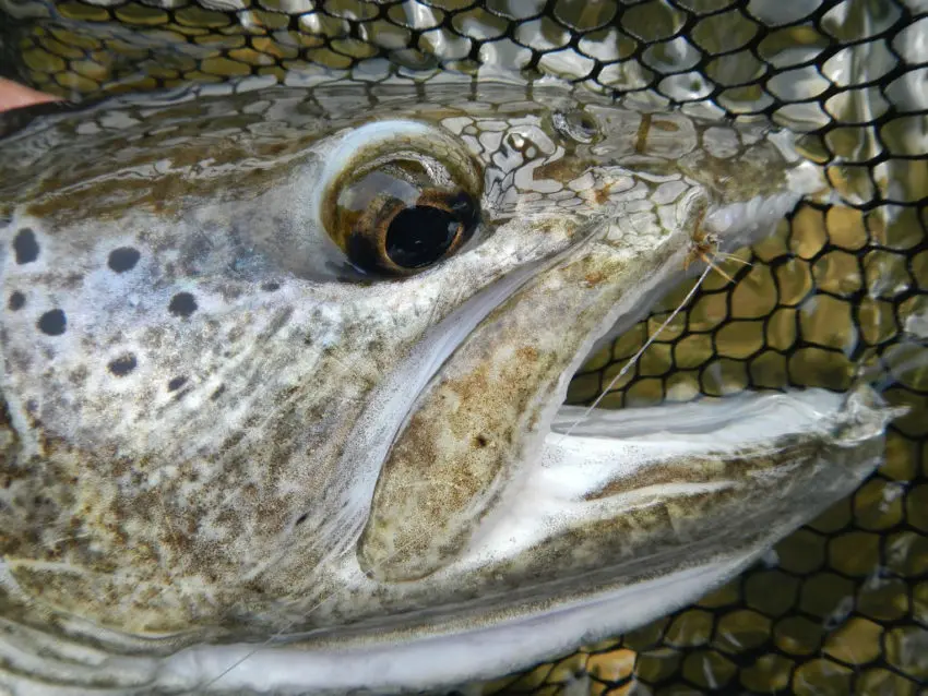 Pêche de la truite à la mouche pendant les éclosions