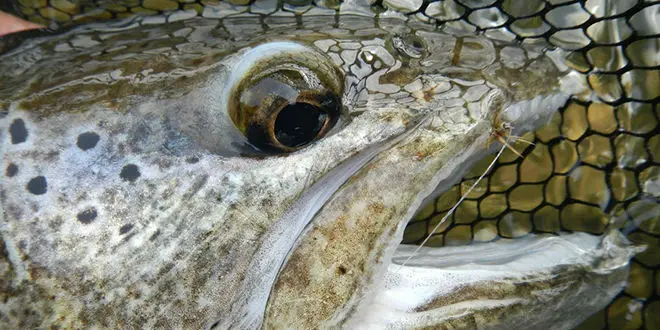 Pêche de la truite à la mouche pendant les éclosions