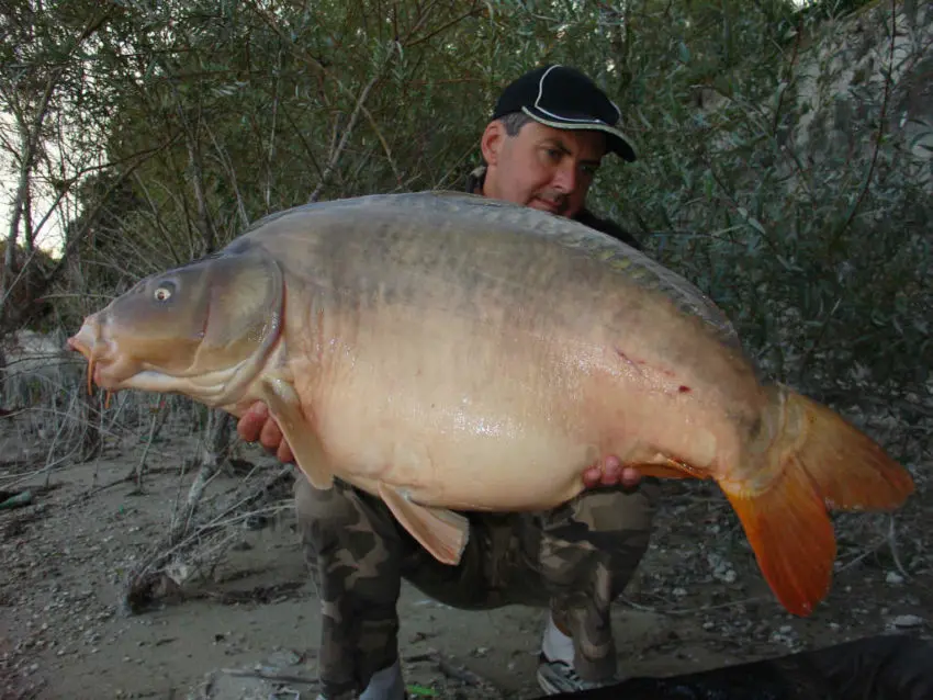 Pêche de la carpe en automne