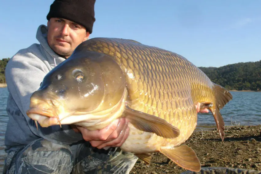 Pêche de la carpe en automne