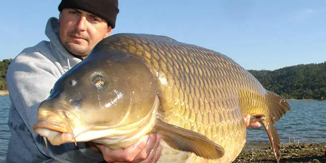 Pêche de la carpe en automne