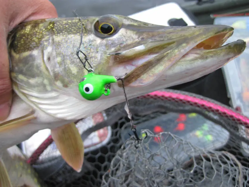 Pêcher au fireball le carnassier