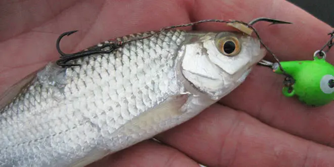 Pêcher au fireball le carnassier