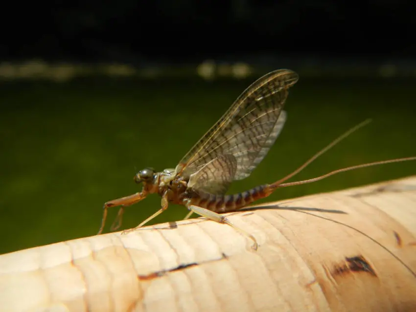 Pêcher à la mouche efficacement