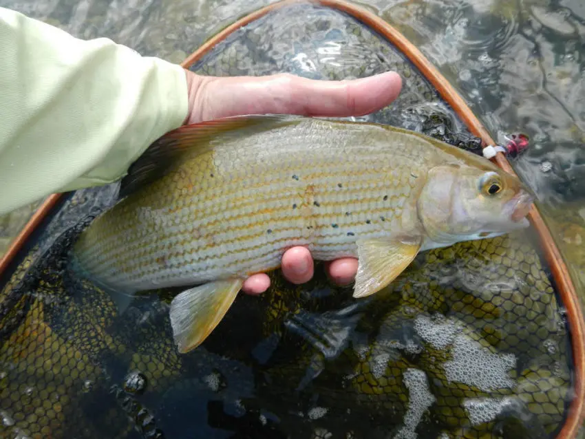 Pêcher à la mouche efficacement