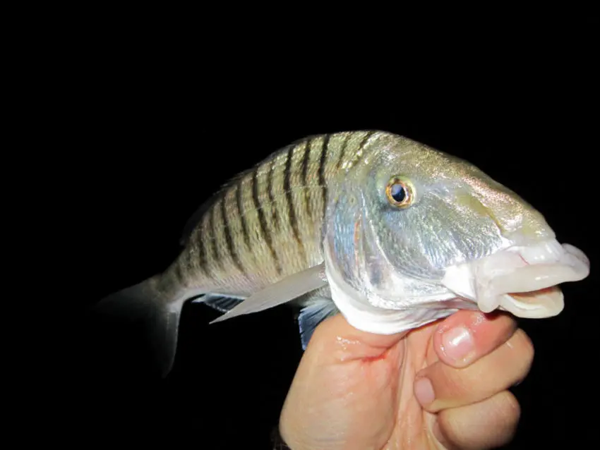 Pêche surfcasting en bord de mer