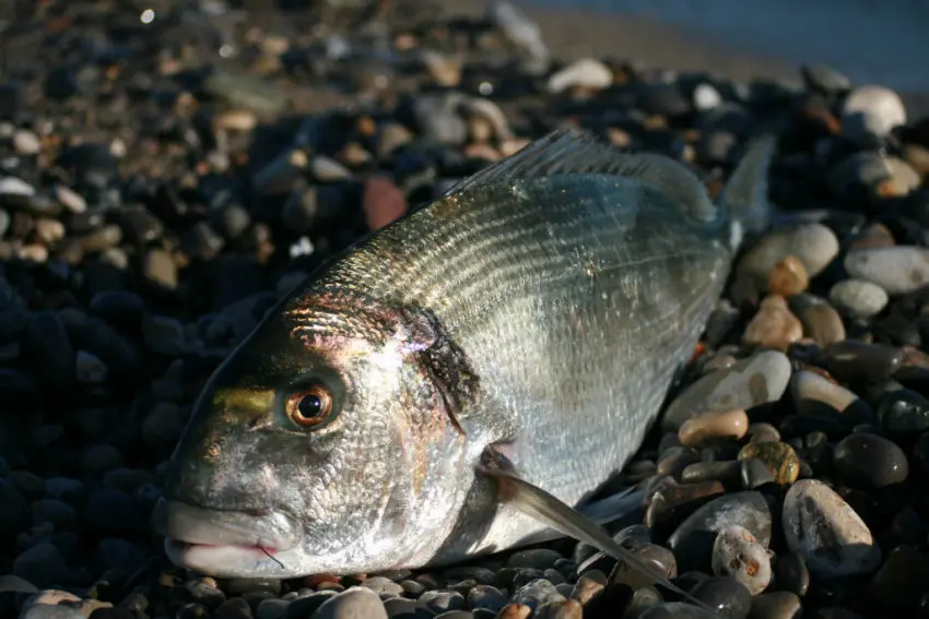 Pêche surfcasting en bord de mer