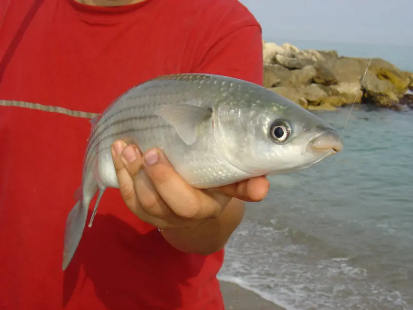 Pêche surfcasting en bord de mer