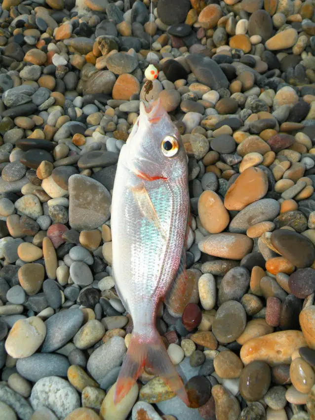 Pêche en surfcasting entre deux eaux avec des perles