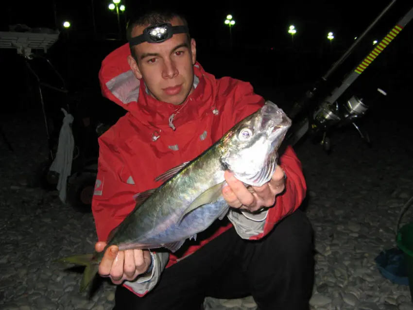 Pêche en surfcasting entre deux eaux avec des perles