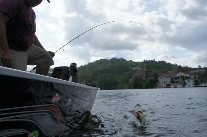 Black-bass au jig et texan