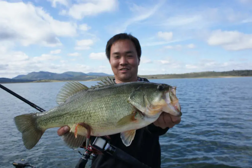 Black-bass au jig et texan