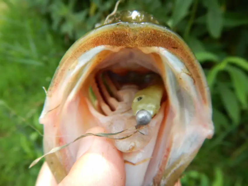 Black bass qui a engamé un leurre souple