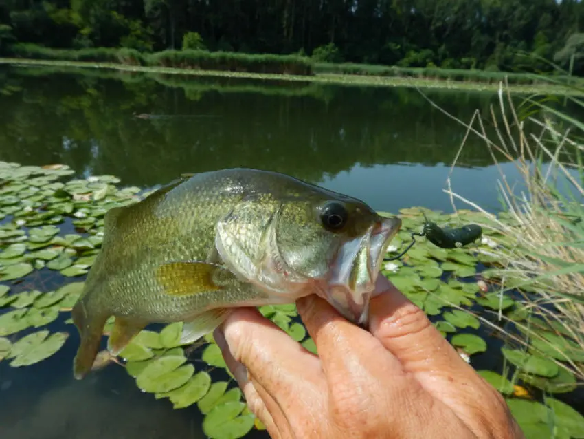 Black bass pêché au leurre souple