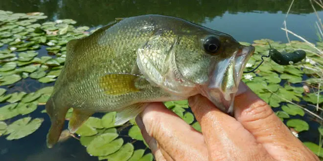 Black bass pêché au leurre souple