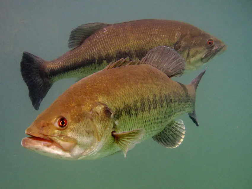 Photo Black Bass Underwater 