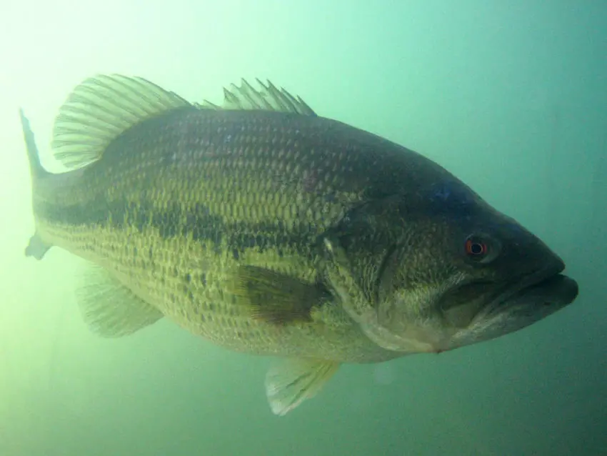 Photo Black Bass Underwater 