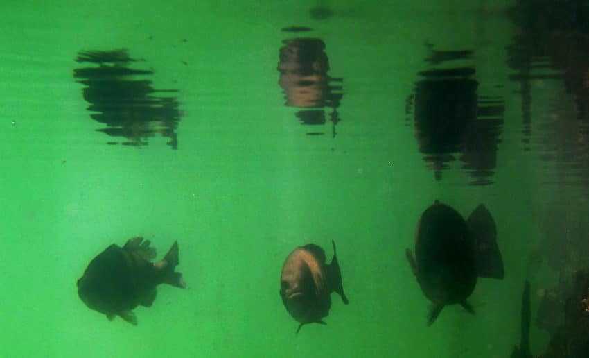 Photo Black Bass Underwater