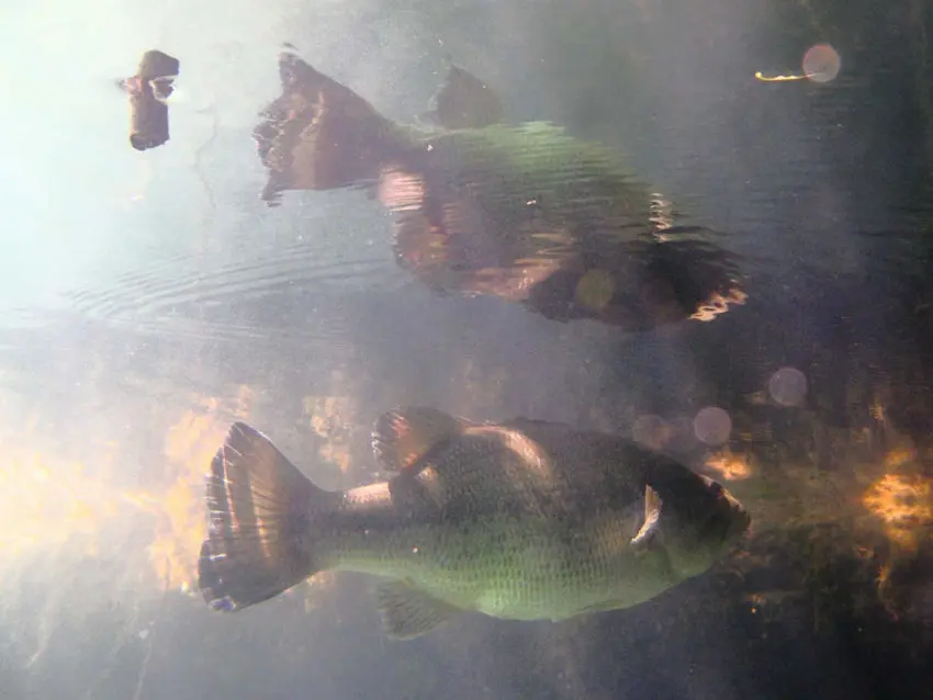 Photo Black Bass Underwater 