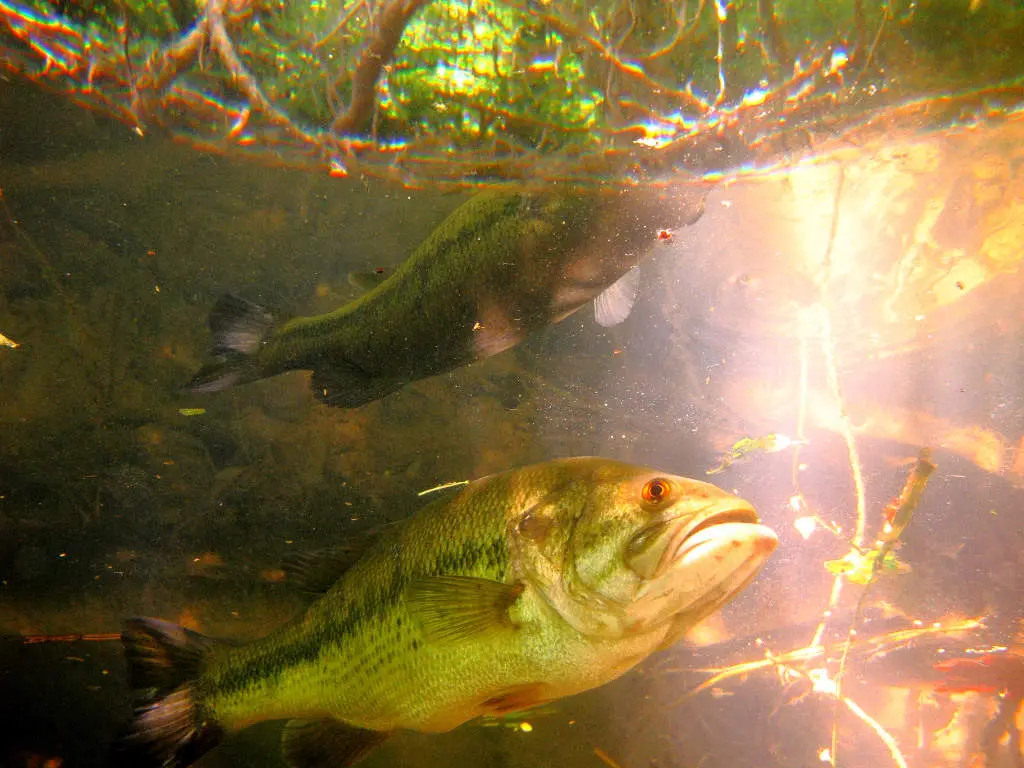 Photo Black Bass Underwater 