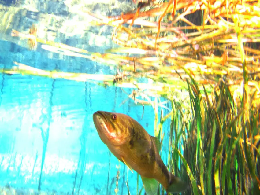 Photo Black Bass Underwater 