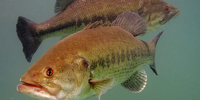 Photo Black Bass Underwater