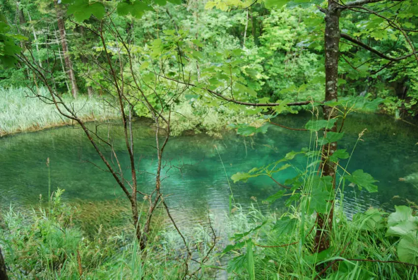 Pêche de la carpe à vue