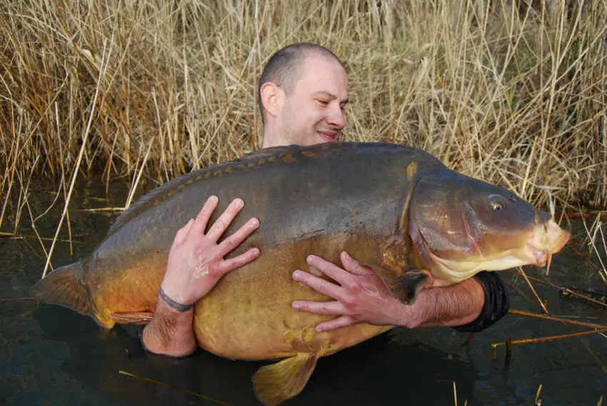 Une belle carpe prise en pêchant la carpe à vue