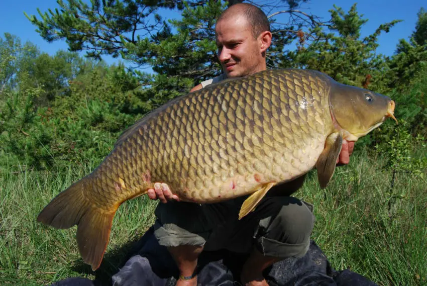 Carpe stalking - pêche à vue