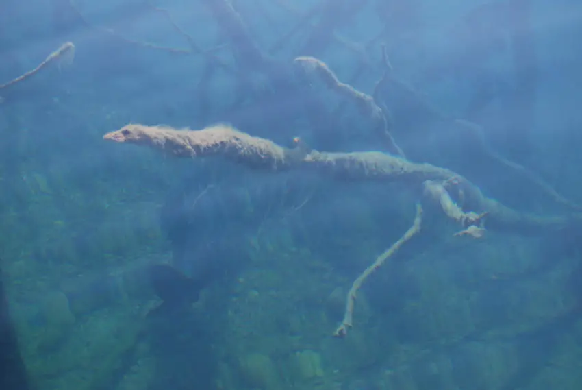 Carpe stalking - pêche à vue