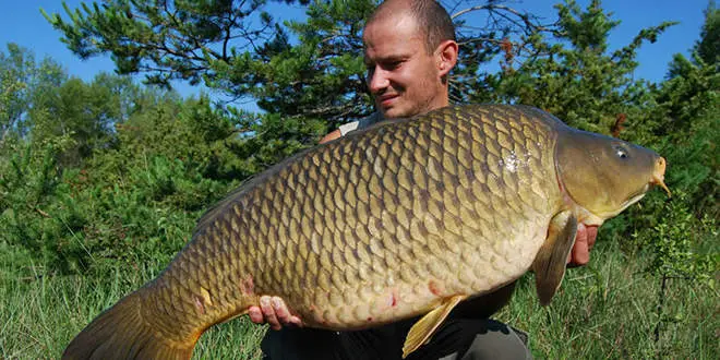 Carpe stalking - pêche à vue