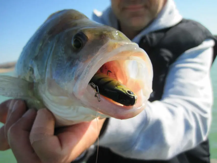 Leurre Lipless pour pêcher le carnassier