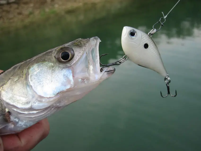 Leurre Lipless pour pêcher le carnassier