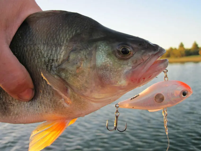 Leurre Lipless pour pêcher le carnassier