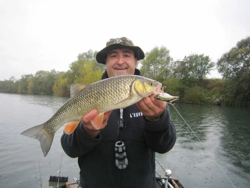 Leurre Lipless pour pêcher le carnassier